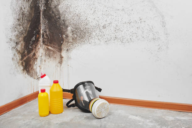 Best Black Mold Remediation in Inesville, GA
