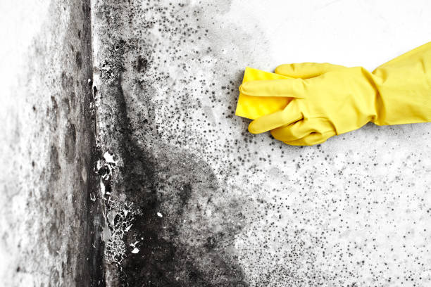 Best Crawl Space Mold Remediation in Inesville, GA
