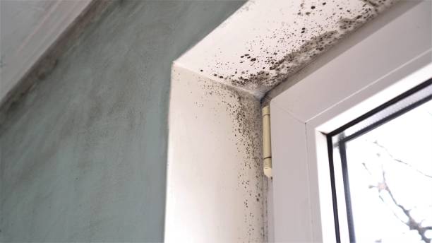 Best DIY Mold Remediation Support Services in Inesville, GA