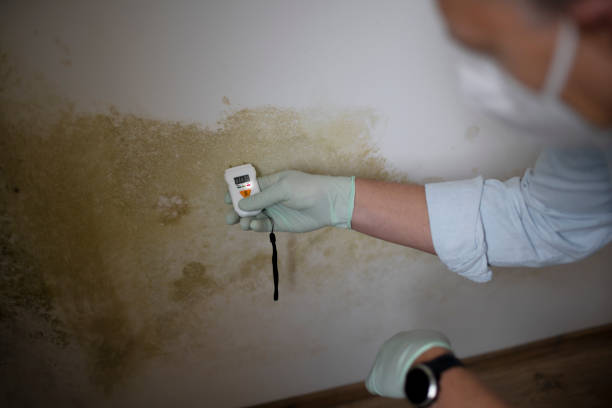 Best Commercial Mold Remediation in Inesville, GA