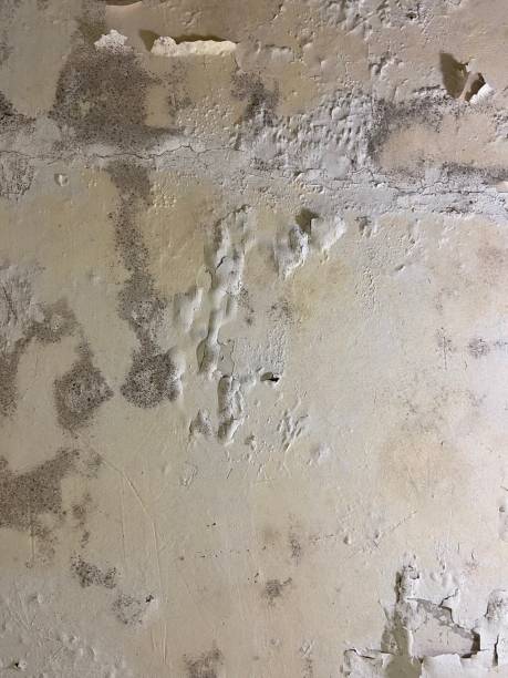 Best Mold Testing and Inspection Services in Inesville, GA