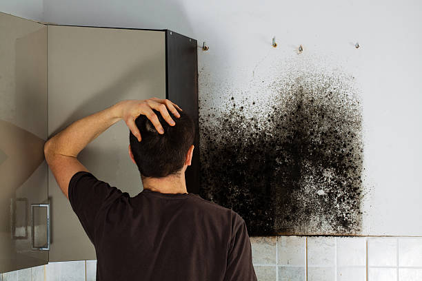 Best Insurance-Related Mold Remediation in Inesville, GA