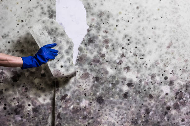 Best Emergency Mold Remediation in Inesville, GA