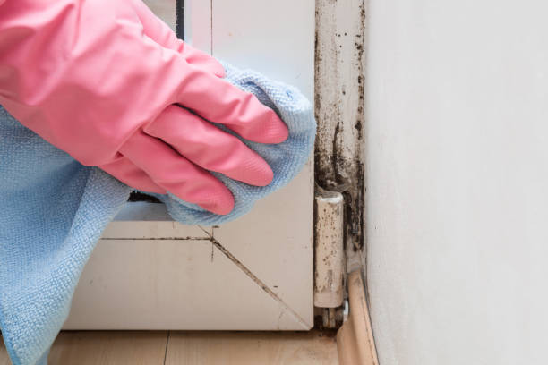 Best Post-Flood Mold Remediation in Inesville, GA